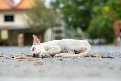 Dog lying on footpath