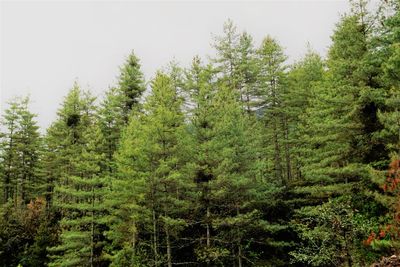 Pine trees in forest