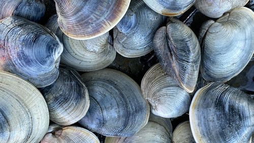 Fresh quahogs at chatham, cape cod