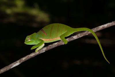 Close-up of chameleon on a tree