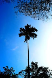 Low angle view of trees against blue sky