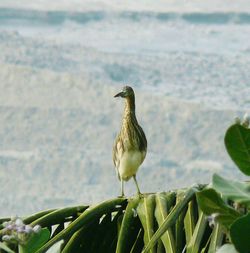 Bird perching on shore