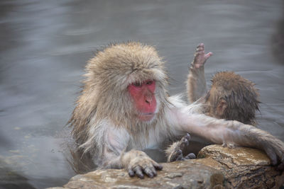 Japanese snow monkey in hot spring