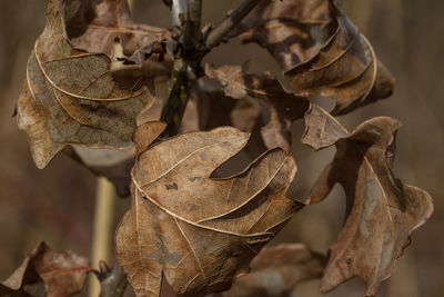 Close-up of dried leaves