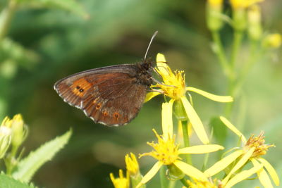 Close-up of butterfly pollinating on flower