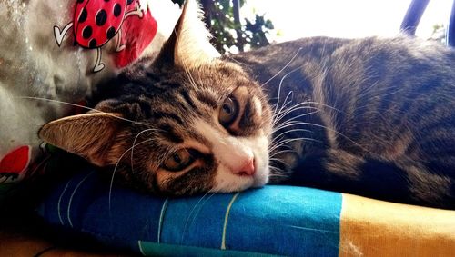 Close-up portrait of sleeping cat