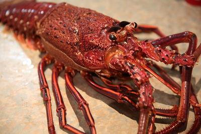 Close-up of lobster on table