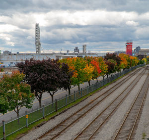 Plants growing by railroad tracks against sky in city