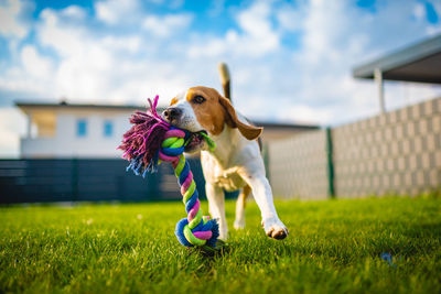 Dog running on grass