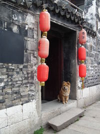 Dog waiting in colorful chinese doorway