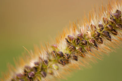 Close-up of cactus plant