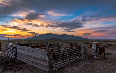 Cows on field against sky during sunset