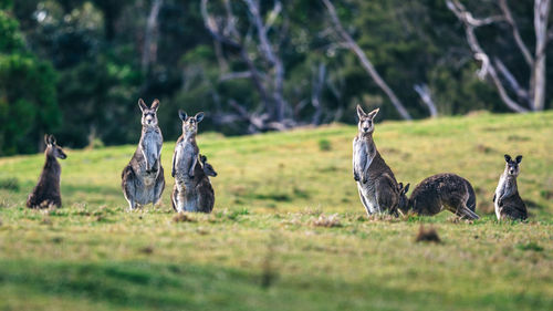 Kangaroos on field