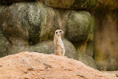 Meerkat looking away while rearing on rock