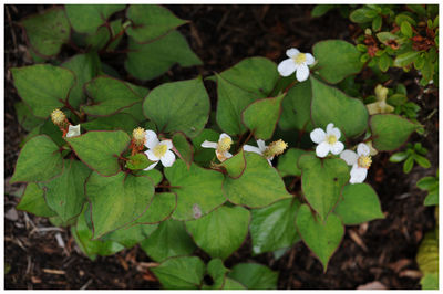 Close-up of flowers blooming outdoors