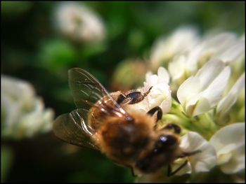 Close-up of bee pollinating flower