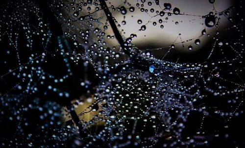 Close-up of water drops on leaf