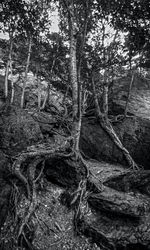 Trees growing in forest