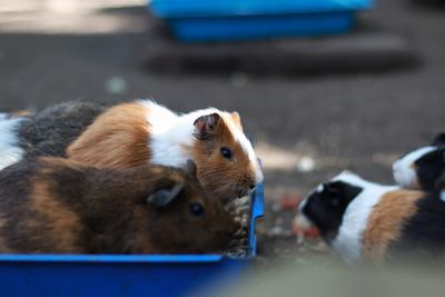 Close-up of a guinea pig