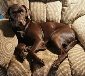 Portrait of dog sitting on sofa