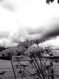 Trees against cloudy sky