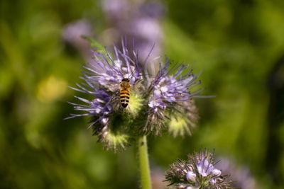 Close-up of bee on purple flower