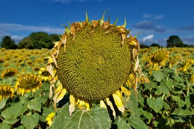 Close-up of sunflower on field