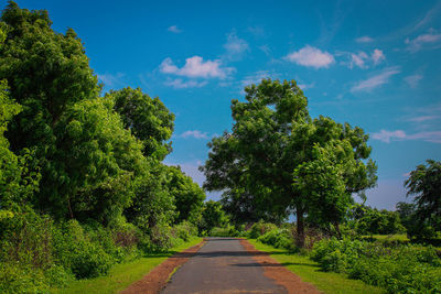 Empty road amidst trees against sky