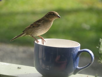 Close-up of bird on coffee