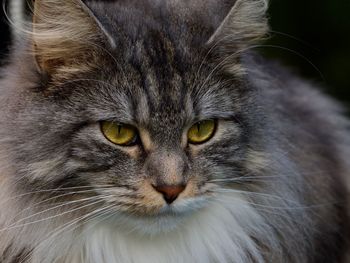 Close-up portrait of a cat