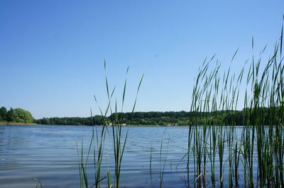 Scenic view of lake against clear blue sky