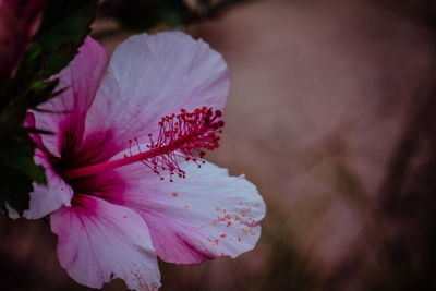 Close-up of pink hibiscus flower