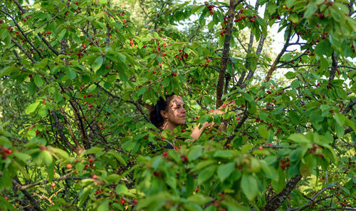 Young woman standing on ladder, picking cherries from tree