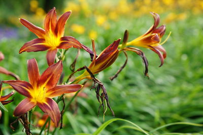 Close-up of day lily