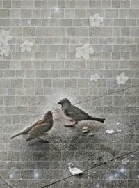 View of birds on wall