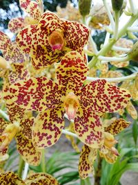 Close-up of flowering plant