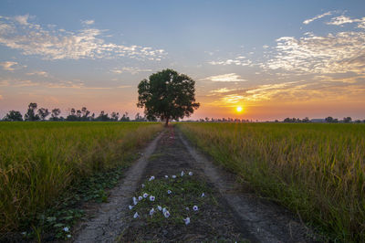 Road amidst field against sky during sunset