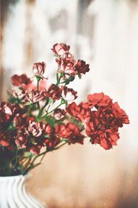 Close-up of red flowering plant in vase