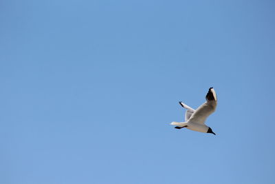 Low angle view of seagull flying against clear blue sky