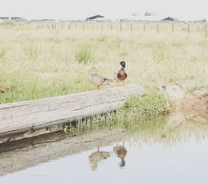 Bird flying over lake