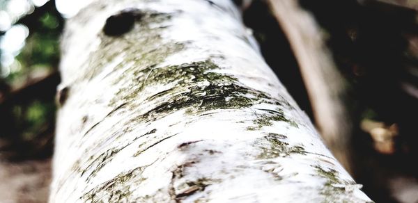 Close-up of tree trunk in forest