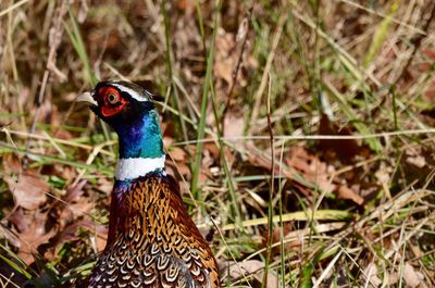 Close-up of a bird looking away