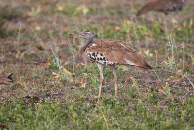 Kori bustard walks slowly in the grass