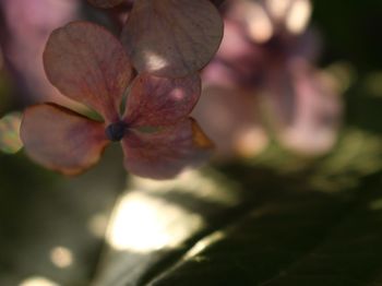 Close-up of flowers