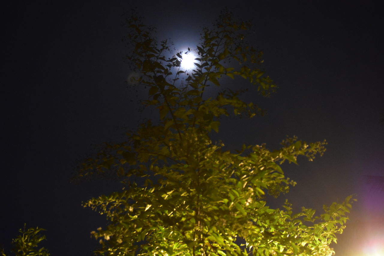 tree, plant, yellow, light, sunlight, sky, nature, branch, leaf, beauty in nature, darkness, no people, moon, growth, illuminated, outdoors, low angle view, tranquility, astronomical object, moonlight, green, full moon, reflection, scenics - nature, glowing, plant part, light - natural phenomenon