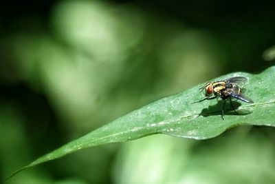 Close-up of insect on leaf