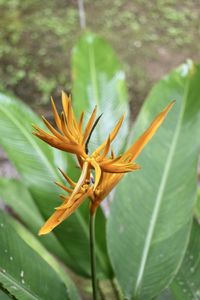 Close-up of yellow flower