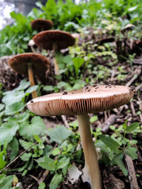Close-up of fly on mushroom