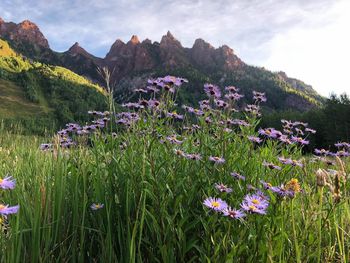 Purple flowering plants on field against sky