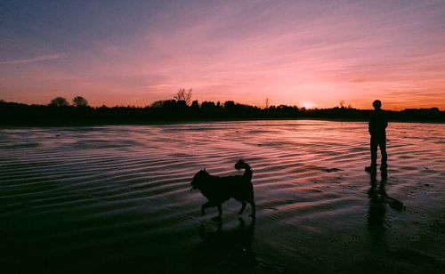 Silhouette man and dog standing at riverbank during sunset